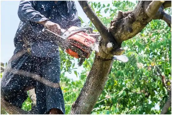 tree services Beersheba Springs